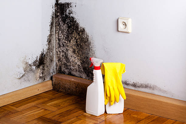 Best Mold Testing and Inspection Services in Lake Of The Woods, VA