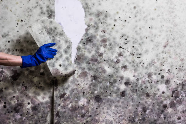 Best Post-Remediation Services in Lake Of The Woods, VA