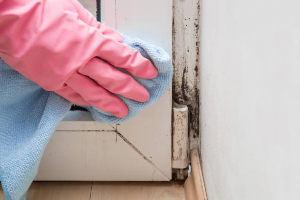 Best Crawl Space Mold Remediation in Lake Of The Woods, VA